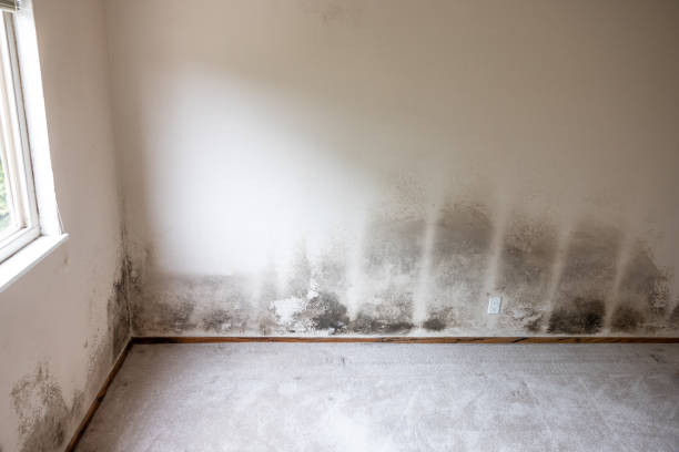 Best HVAC Mold Inspection and Cleaning  in Redwater, TX